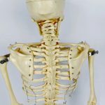 مولاژ اسکلت بدن انسان ۱۳۰cm