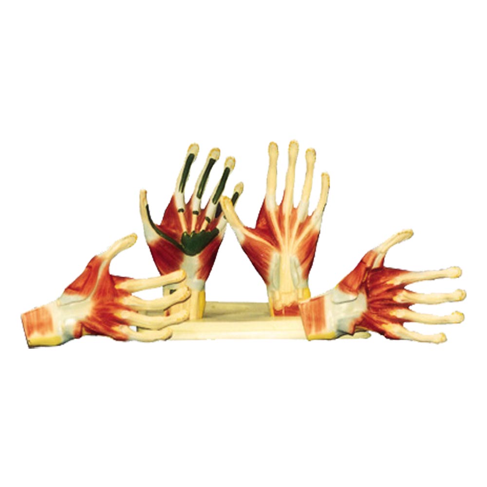 مولاژ آناتومی کف دست