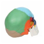 مولاژ جمجمه انسان رنگی Axis