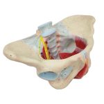 مولاژ لگن زن با عضلات،لیگامنت،عروق و اعصاب