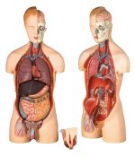 مولاژ نیم تنه 20 قسمتی 1/1