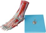 مولاژ عضلات مچ پا با اعصاب و عروق(4)