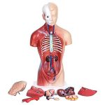 مولاژ نیم تنه 18 قسمتی 1/2(2)