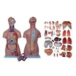 مولاژ نیم تنه 40 قسمتی 1/1(1)