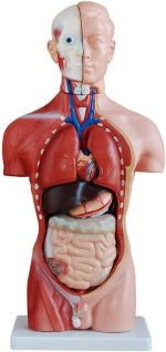 مولاژ نیم تنه 13 قسمتی 1/2(3)