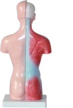 مولاژ نیم تنه 15 قسمتی 1/4 - 26 سانتی متر(5)