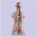 مولاژ نیم تنه ۲۰ قسمتی ۱/۱(2)