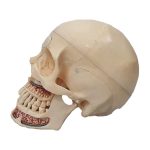 مولاژ جمجمه دندانپزشکی ۱۰ قسمتی - Image 9