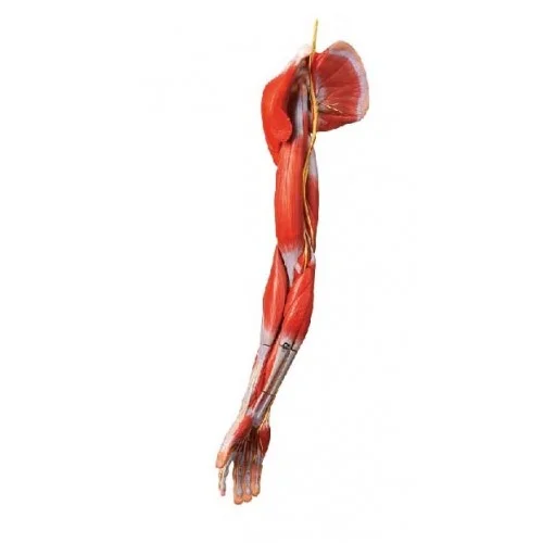 مولاژ عضلات دست با اعصاب و عروق