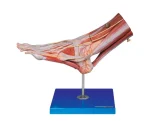 مولاژ عضلات مچ پا با اعصاب و عروق(1)