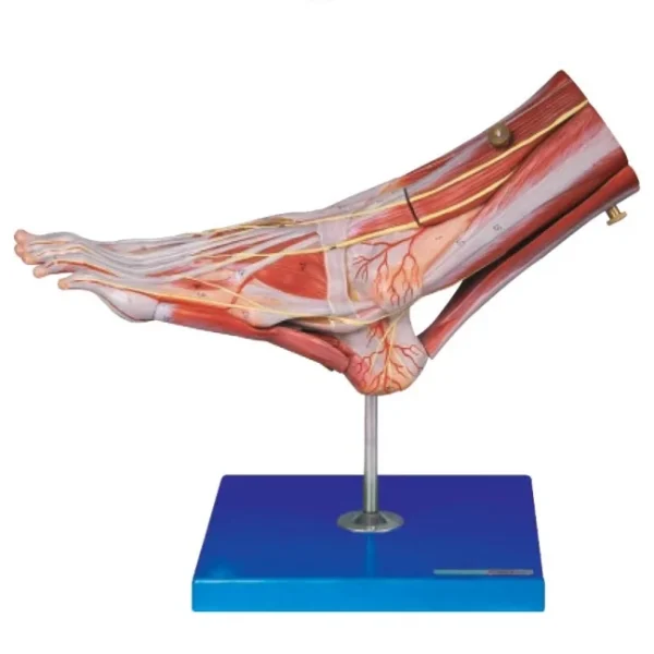 مولاژ عضلات مچ پا با اعصاب و عروق(1)