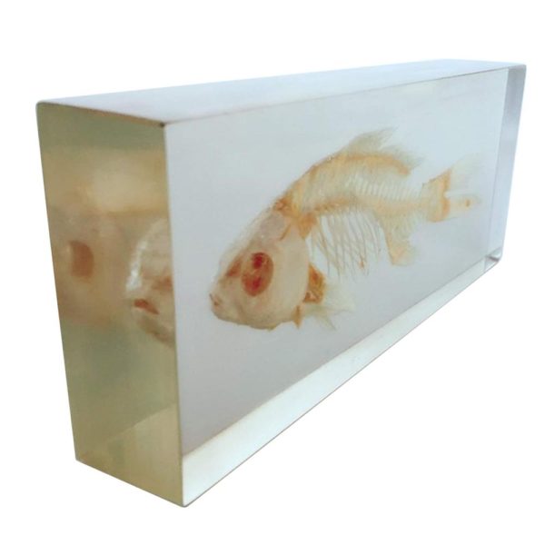 Fish Skeleton in Resin Model - Marine Biology & Anatomy Specimen