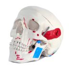 مولاژ جمجمه انسان PVC سه قسمتی - مدل آموزشی آناتومی