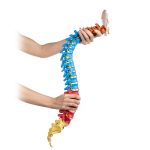مولاژ ستون فقرات رنگی