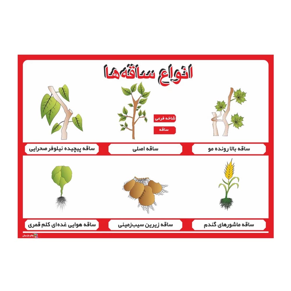 پوستر آموزشی انواع ساقه‌ها