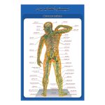 پوستر آموزشی ساختار آناتومی سیستم اعصاب بدن