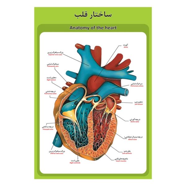پوستر آموزشی ساختار آناتومی قلب