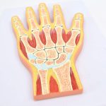 مولاژ مقطع دست - Image 3