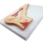 مولاژ مقطع پا و مچ پا - Image 4