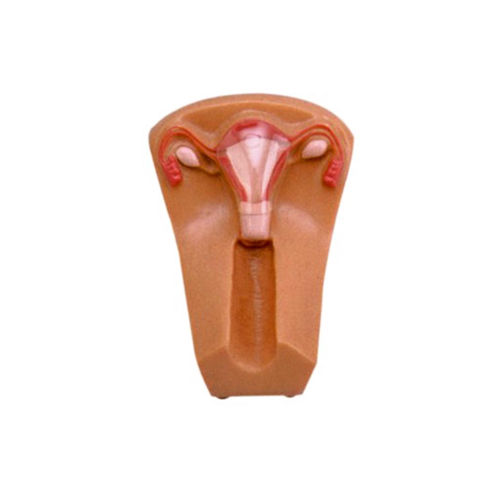 مولاژ آموزش آی یو دی گذاری A (مانکن IUD) | خرید با بهترین قیمت - سدان مد