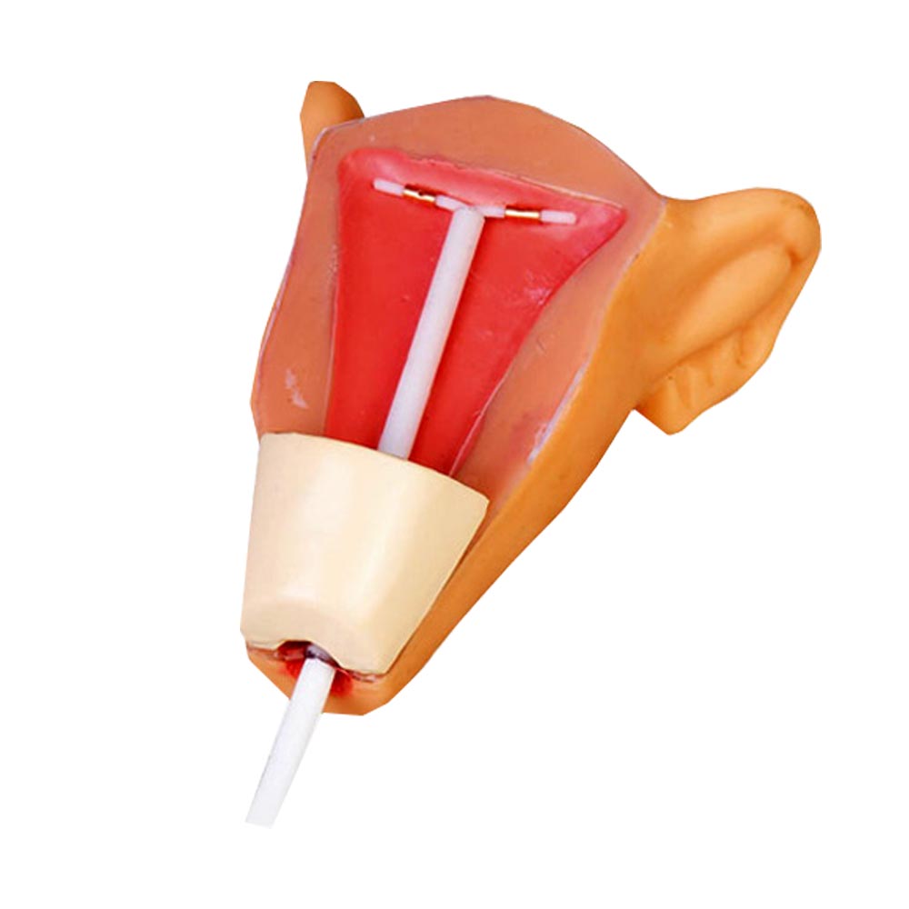 مولاژ آموزش IUD مدل B - مانکن پیشرفته آموزش آی یو دی گذاری | سدان مد