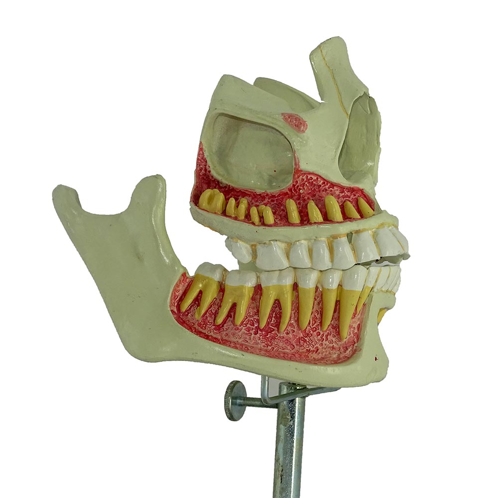 مولاژ فک و دندان آناتومیک PVC نشکن - ابزار آموزشی دندانپزشکی