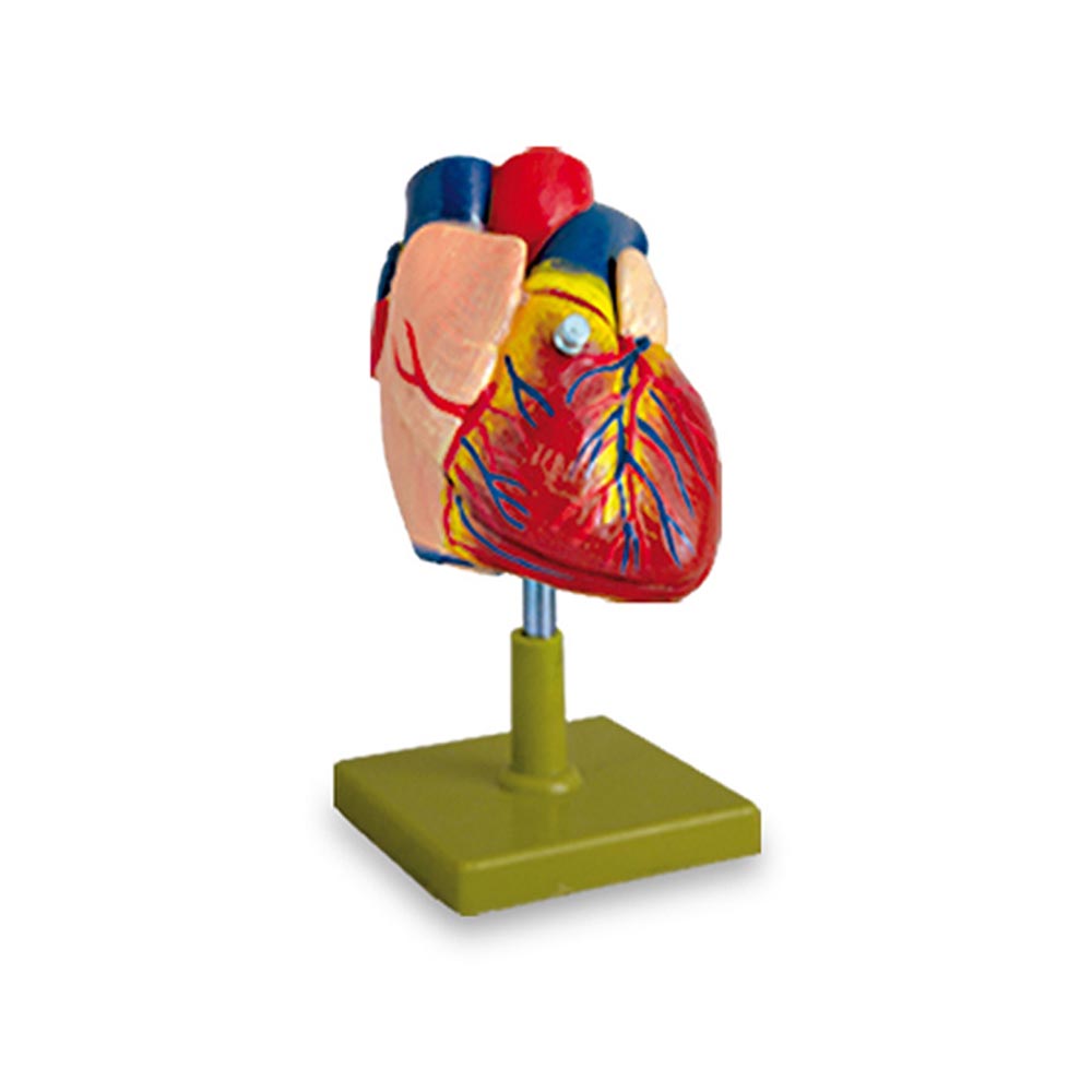 مولاژ قلب انسان اندازه طبیعی ⚕️ مدل آموزشی PVC پزشکی