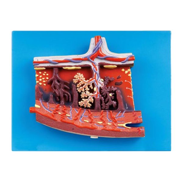 مولاژ مقطع جفت آناتومیک | ابزار آموزشی پزشکی و مامایی - Anatomical Placenta Model