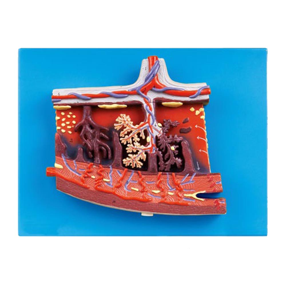 مولاژ مقطع جفت آناتومیک | ابزار آموزشی پزشکی و مامایی - Anatomical Placenta Model