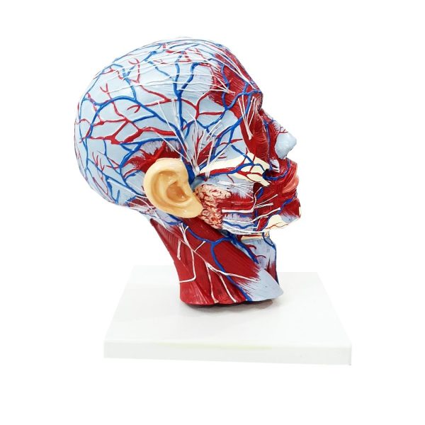 مولاژ آموزشی نیمه سر با عروق و اعصاب - مدل آناتومیک دقیق